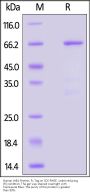 Human JAB1 / COPS5 Protein, Fc Tag
