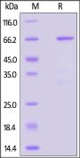 Human JAB1 / COPS5 Protein, Fc Tag