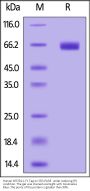 Human KIR2DL1 / CD158a / NKAT-1 Protein, Fc Tag