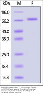 Biotinylated Human KIR3DL3 / CD158z Protein, Fc,Avitag™