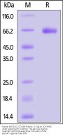 Human KIR2DL5 / CD158f Protein, Fc Tag