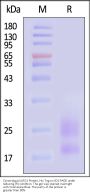 Cynomolgus KLRG1 Protein, His Tag (SPR verified)