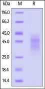 Human KLRG1 Protein, His Tag