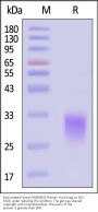 Biotinylated Human KREMEN2 Protein, His,Avitag™