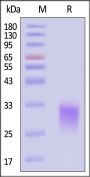Biotinylated Human KREMEN2 Protein, His,Avitag™