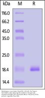 Monkeypox virus (strain Zaire-96-I-16) L1R Protein, His Tag (HPLC verified)