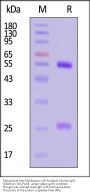 Monoclonal Anti-Monkeypox-L1R Antibody, Human IgG1 (10D8)
