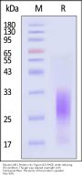 Mouse LAIR1 / CD305 Protein, His Tag (MALS verified)