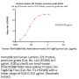 Human Laminin 221 Protein, premium grade