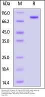 Mouse LAG-3 / CD223 Protein, Fc Tag (MALS verified)