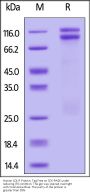 Human LDL R Protein, Tag Free