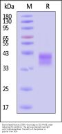 Biotinylated Human LTBR / TNFRSF3 Protein, His,Avitag™ (MALS verified)