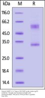 Human MAGP-2 Protein, Fc Tag