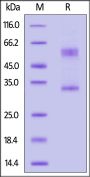 Human MAGP-2 Protein, Fc Tag