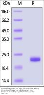 Human MANF Protein, His Tag (MALS verified)