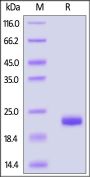 Human MANF Protein, His Tag (MALS verified)
