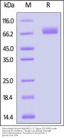 Biotinylated Human MAdCAM-1 Protein, Fc,Avitag™ (MALS verified)