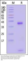 Biotinylated Rhesus macaque Mamu-A*01&B2M Monomer Protein (Peptide free, MALS verified)