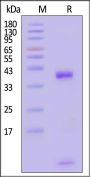 Biotinylated Rhesus macaque Mamu-A*01&B2M Monomer Protein (Peptide free, MALS verified)