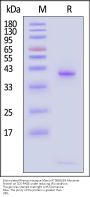 Biotinylated Rhesus macaque Mamu-A*08&B2M Monomer Protein (Peptide free, MALS verified)