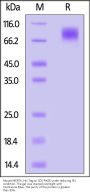 Mouse MERTK / Mer Protein, His Tag (MALS verified)
