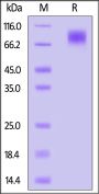 Mouse MERTK / Mer Protein, His Tag (MALS verified)