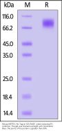 Mouse MERTK / Mer Protein, His Tag (MALS verified)