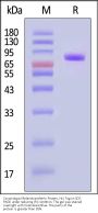 Cynomolgus Melanotransferrin / CD228 Protein, His Tag, low Endotoxin (MALS verified)