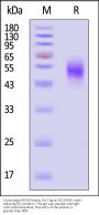 Cynomolgus MICA Protein, His Tag (HPLC verified)