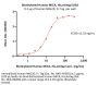 Biotinylated Human MICA Protein, His,Avitag™ (MALS verified)