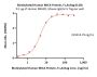 Biotinylated Human MICA Protein, Fc,Avitag™ (MALS verified)