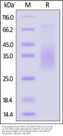Biotinylated Human MICA (201-309) Protein, His,Avitag™
