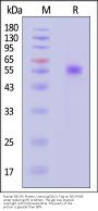 Human MIS RII Protein, Llama IgG2b Fc Tag, low endotoxin