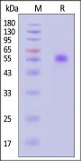 Human MIS RII Protein, Llama IgG2b Fc Tag, low endotoxin