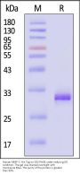 Human MMP-7 / PUMP1 Protein, His Tag (active enzyme)