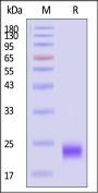 Biotinylated Mouse MOG Protein, His,Avitag™ (MALS verified)