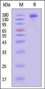 Human MRC2 Protein, His Tag (MALS verified)
