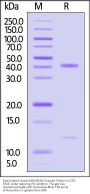Biotinylated Human MR1&B2M Complex Protein (MALS verified)