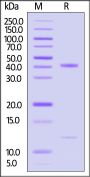 Biotinylated Human MR1&B2M Complex Protein (MALS verified)