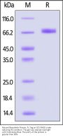 Mouse Mesothelin / MSLN Protein, Fc Tag
