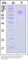Human Mucin-13 Protein, His Tag (MALS verified)