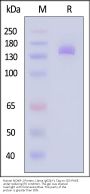 Human NCAM-1 / CD56 Protein, Llama IgG2b Fc Tag, low endotoxin (MALS verified)