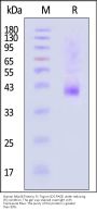 Human NKp46 / NCR1 / CD335 Protein, Fc Tag