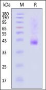 Human NKp46 / NCR1 / CD335 Protein, Fc Tag