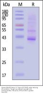 Human NKp46 / NCR1 / CD335 Protein, Fc Tag