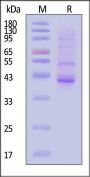 Human NKp46 / NCR1 / CD335 Protein, Fc Tag