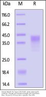 Human NKp46 / NCR1 / CD335 Protein, His Tag