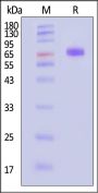 Mouse NKp46 / NCR1 / CD335 Protein, Fc Tag (MALS verified)