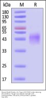 Mouse NKp46 / NCR1 / CD335 Protein, His Tag (MALS verified)