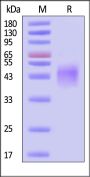 Mouse NKp46 / NCR1 / CD335 Protein, His Tag (MALS verified)